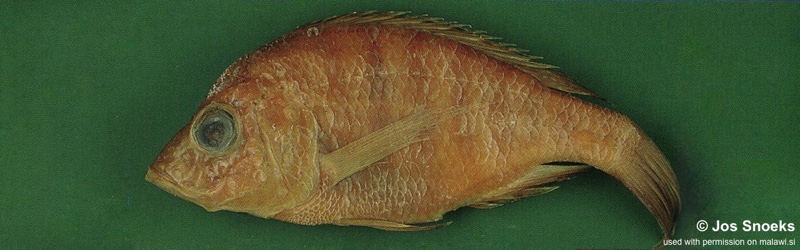 Alticorpus sp. 'mentale bicuspid' Senga Bay
